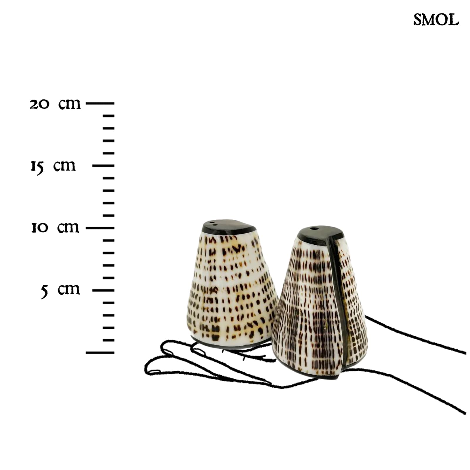 SALT PEPPA, kagylós só- és borsszóró szett, 10 cm - smol.hu - méretarányosan