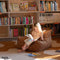Bean Bag Chair for Kids | TOFFEE